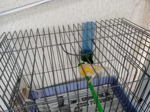 Canaris satinés