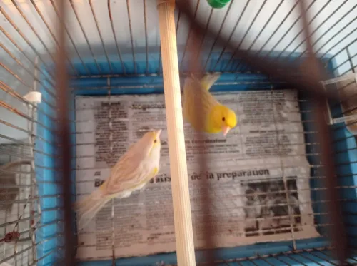 Canaris Satinés