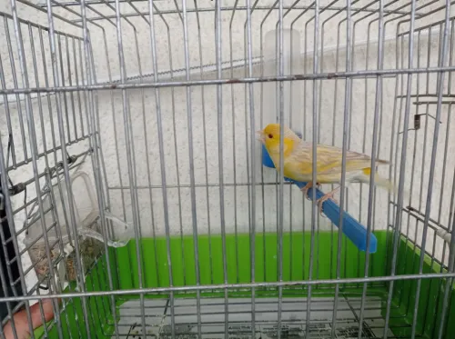 Canaris satinés