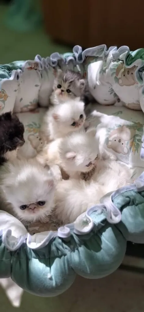 Chatons persan 