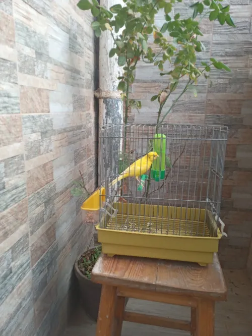 Canari 