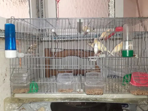 Canari 