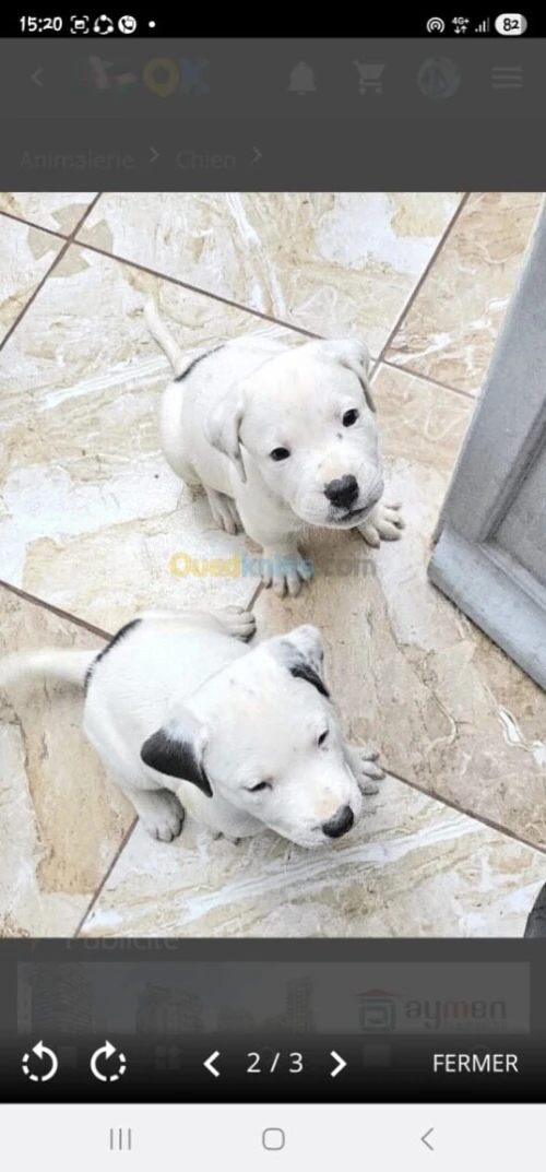 Dog argentin