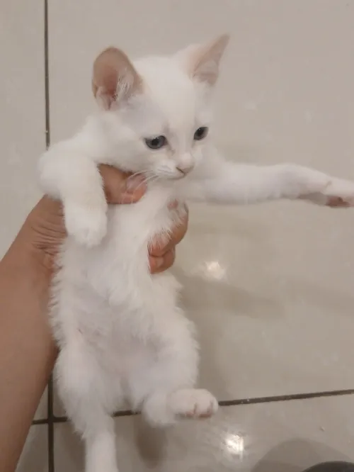 Vendre des chatons