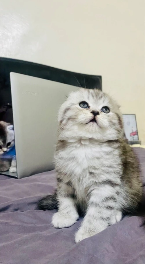 Tigerlined scottish-fold