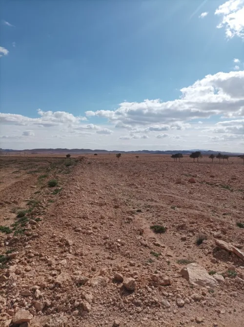 Vente Terrain Agricole Djelfa Tadmit