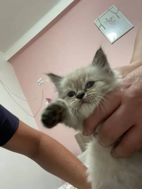 Chat persan