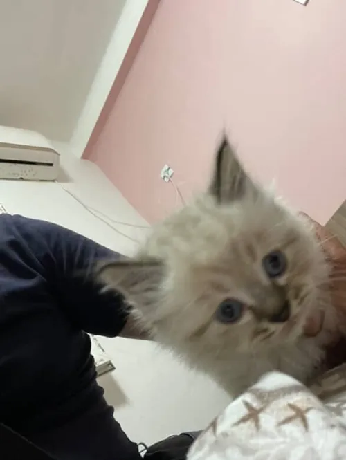 Chat persan