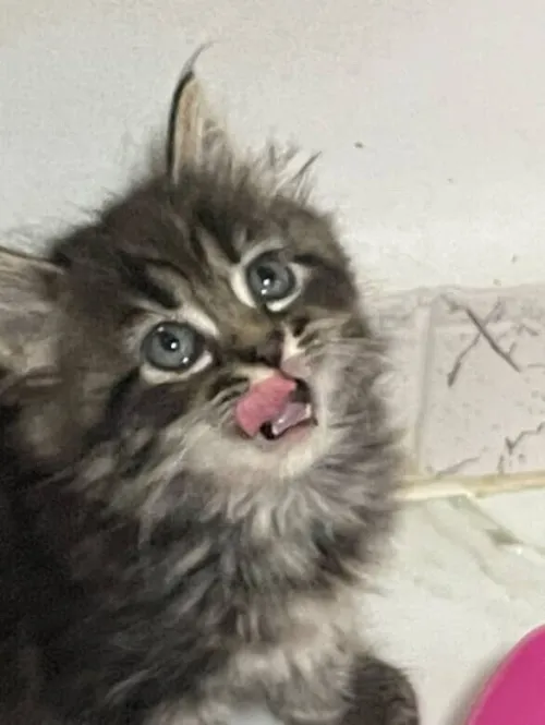 Chat persan