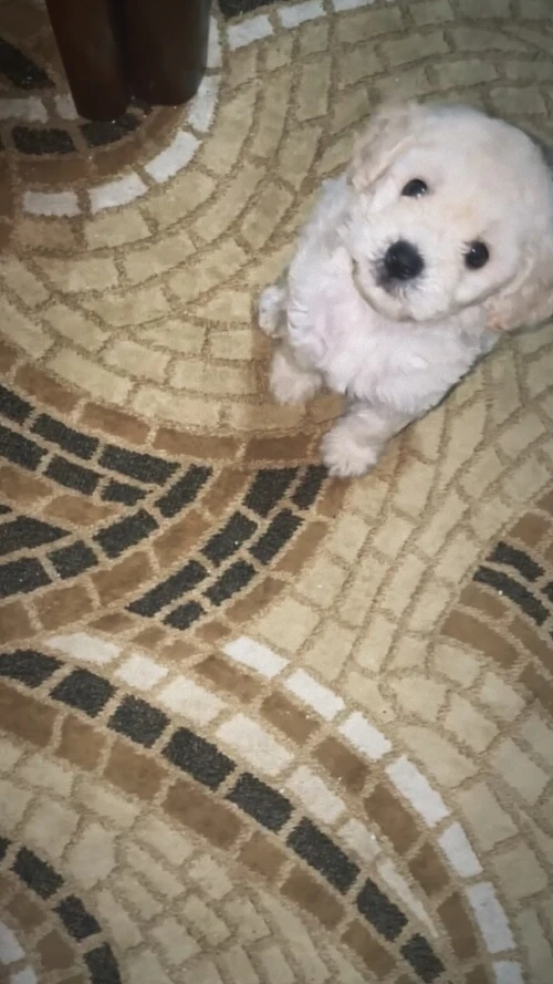Bichon maltais 