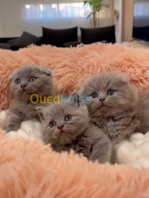 Scottish fold highland British shorthair 