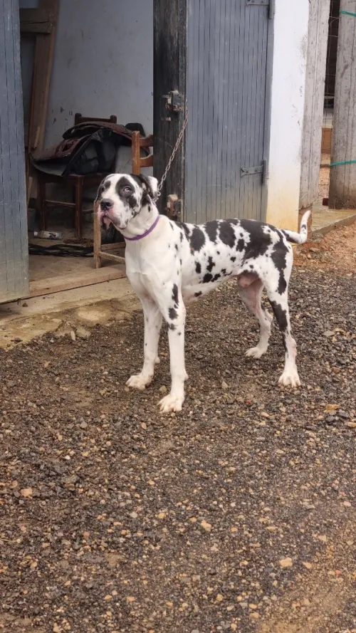 Chiot dogue allemand