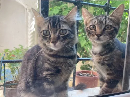 Chatons pour adoption