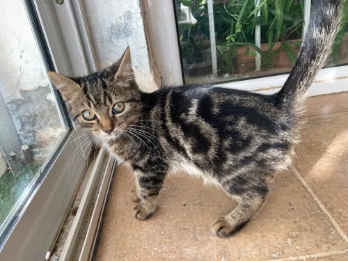 Chatons persan croisés pour adoption