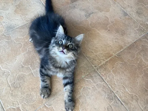 Chatons persan croisés pour adoption