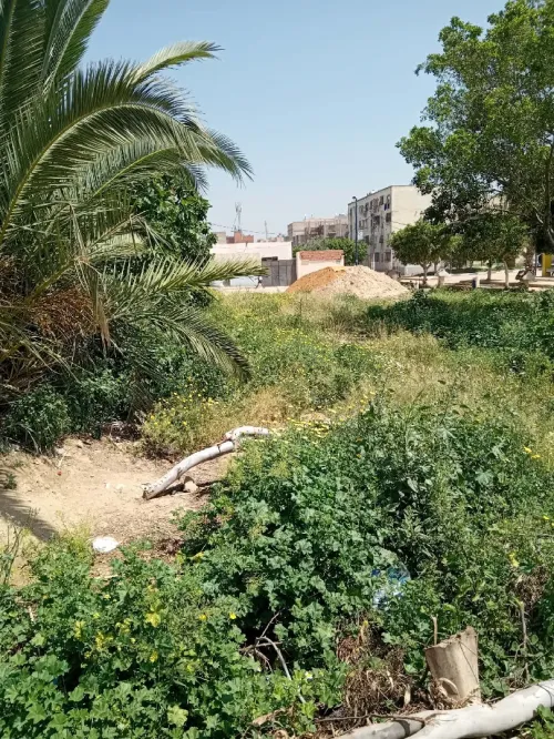Vente Terrain Mostaganem Sayada