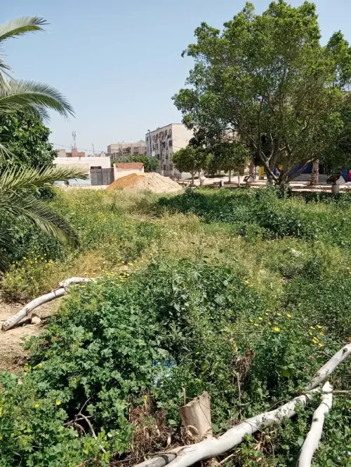 Vente Terrain Mostaganem Sayada