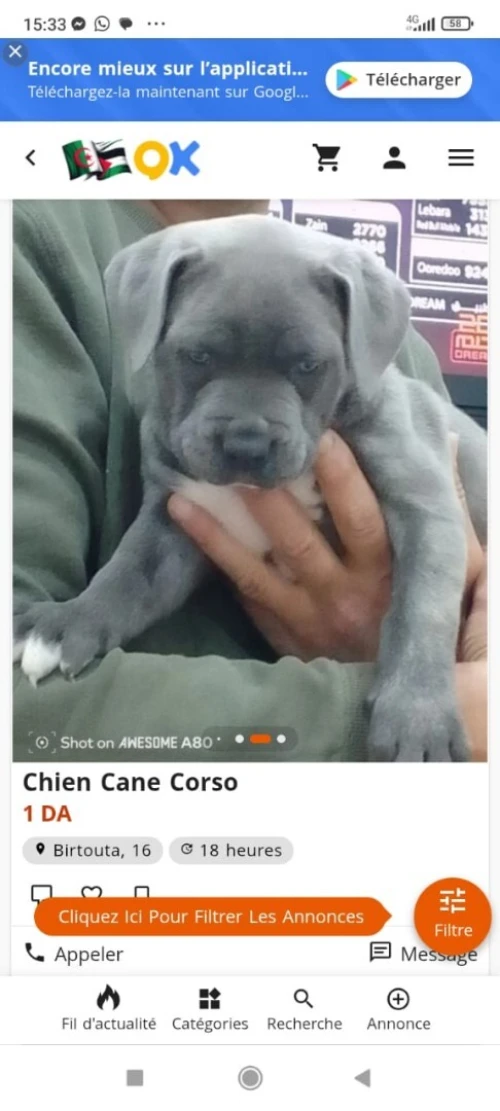 Cane Corso