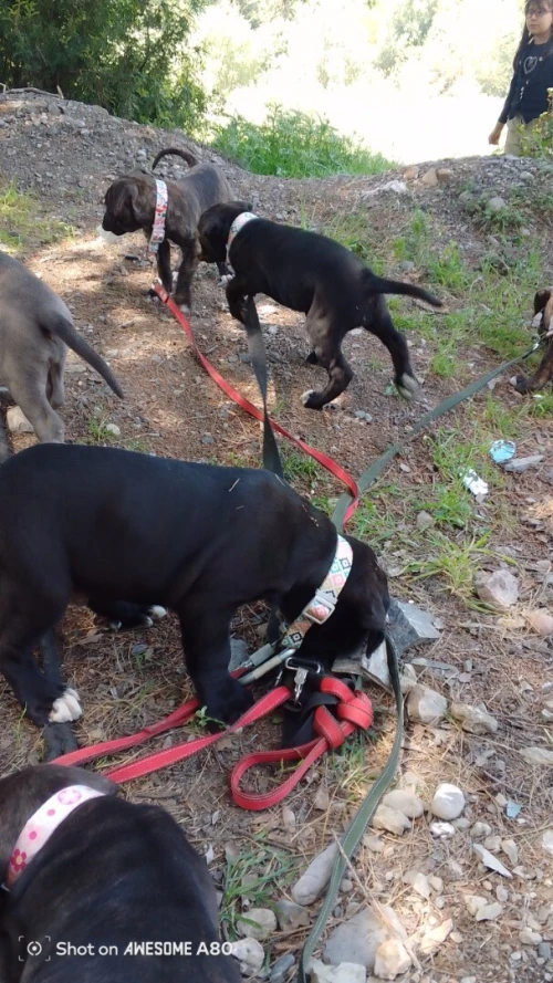 Cane Corso