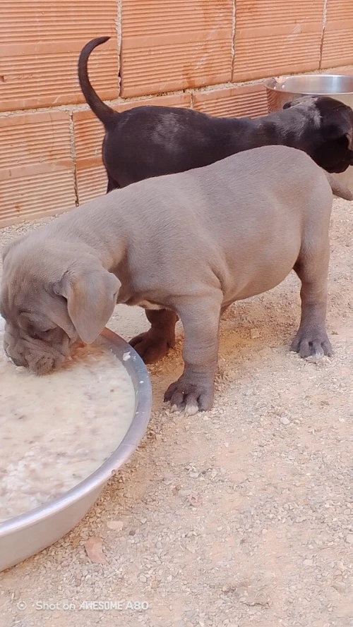 Cane Corso
