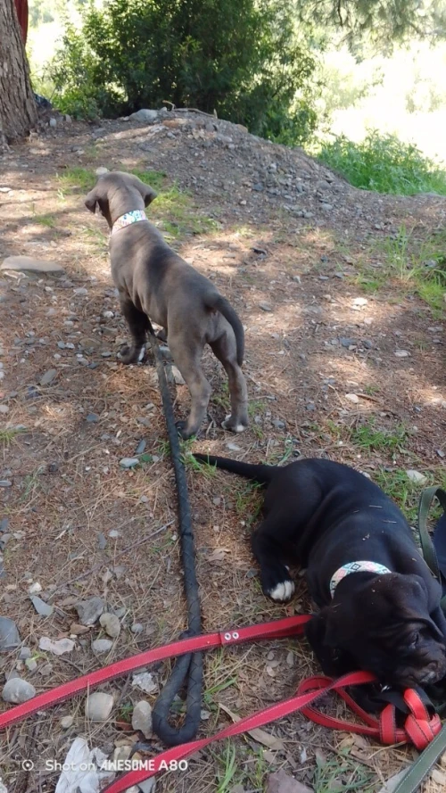Cane Corso