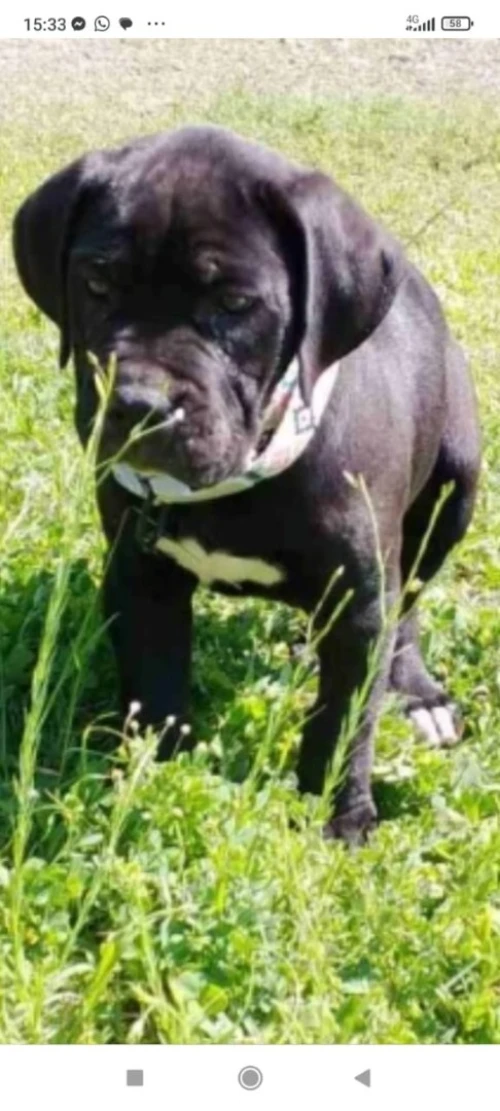 Cane Corso