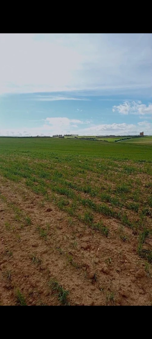Vente Terrain Agricole Bouira Oued el berdi