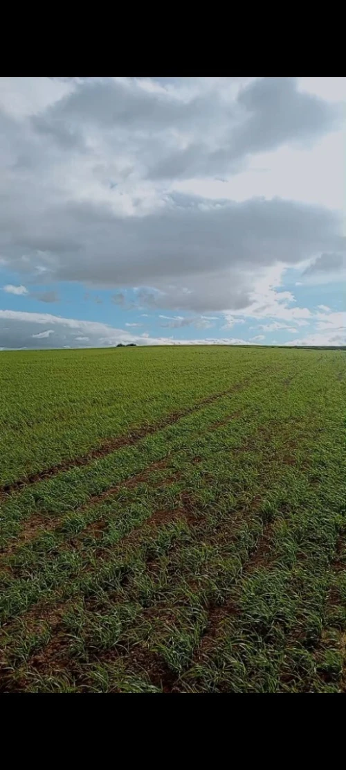 Vente Terrain Agricole Bouira Oued el berdi
