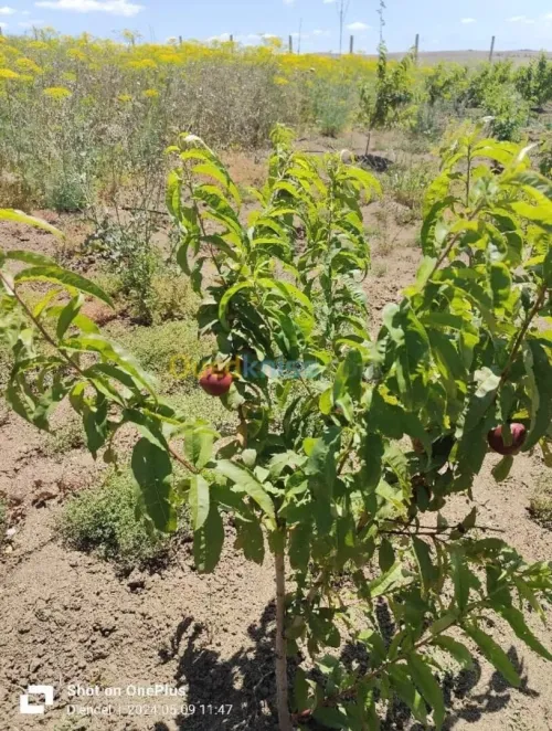 Cherche achat Terrain Agricole Aïn Defla Djendel