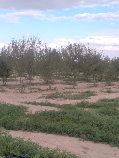 Vente Terrain Agricole M'Sila Bou saada