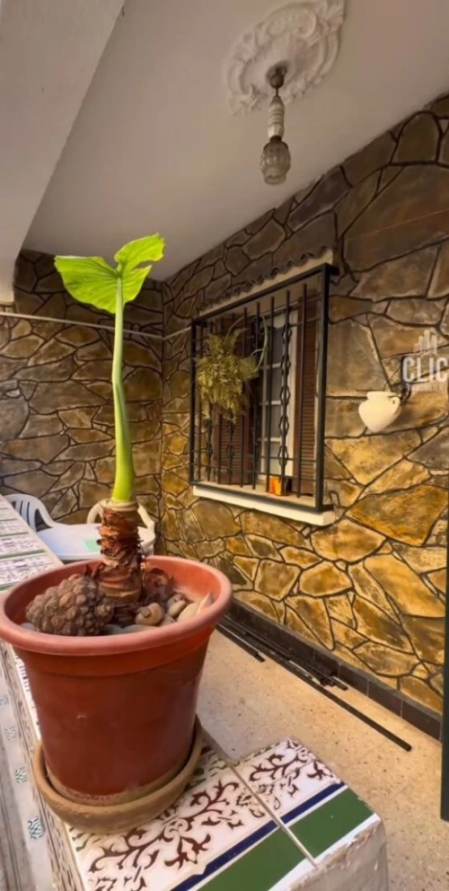 Vente Villa Alger Kouba
