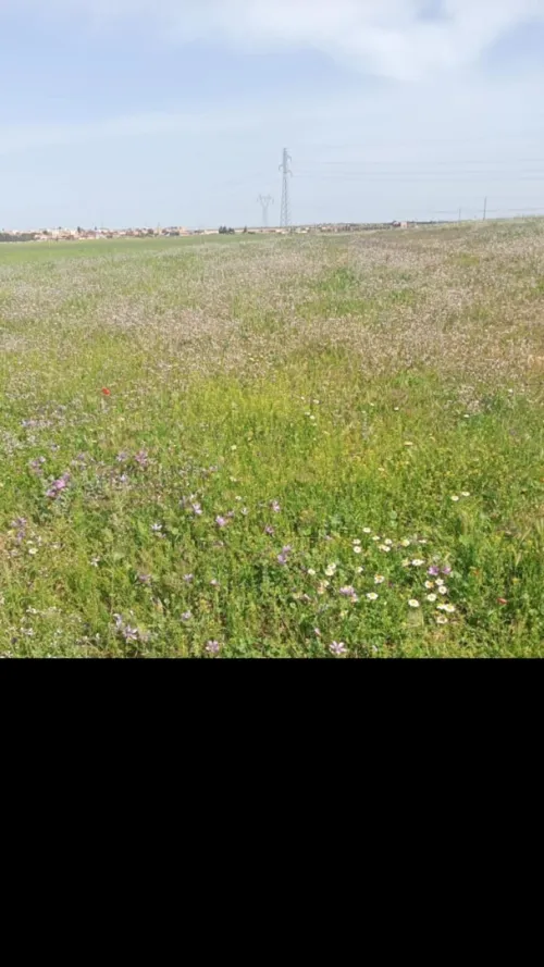 Vente Terrain Oum El Bouaghi Ain beida