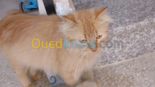 Chats perçan