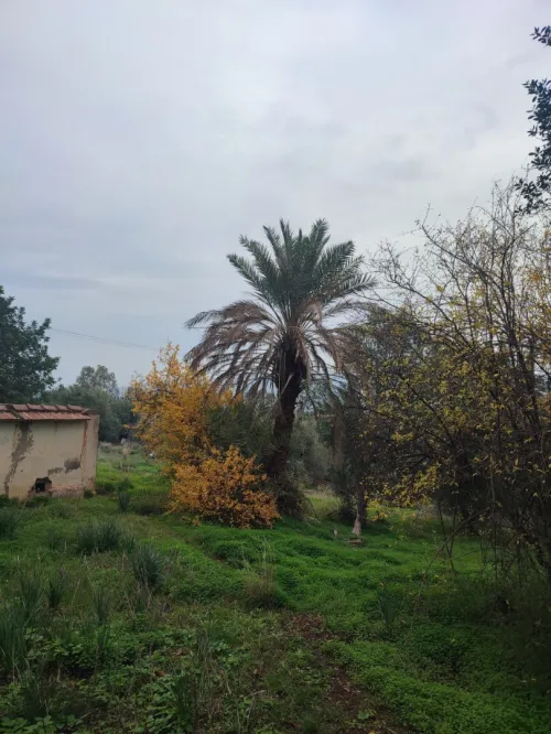 Vente Terrain Boumerdès Beni amrane