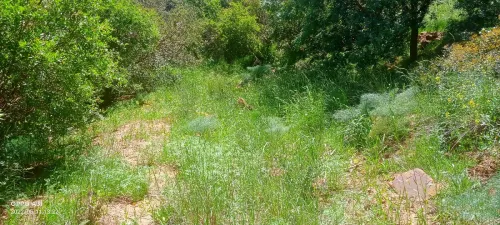 Vente Terrain Agricole Tlemcen Tlemcen