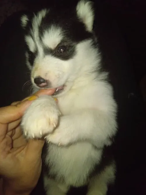 Chiots malamut
