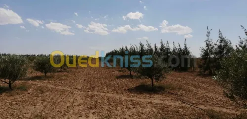 Vente Terrain Djelfa Ain oussara