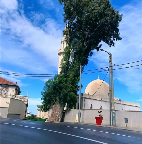 Vente Terrain Alger El biar