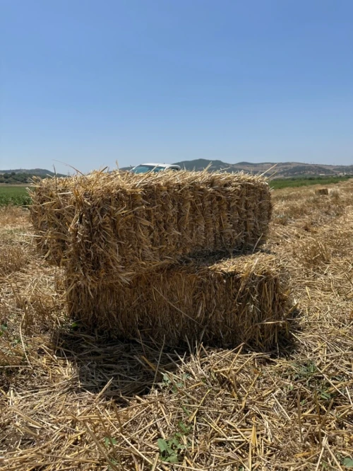 ڤرط تبن القمح