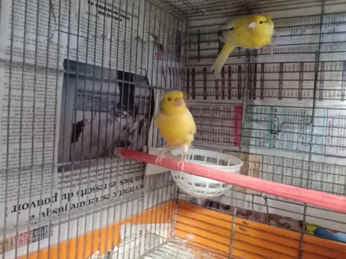 Couple Canari malinois 