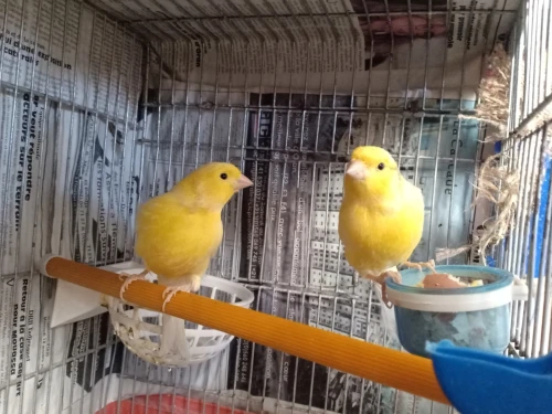 Couple Canari malinois 
