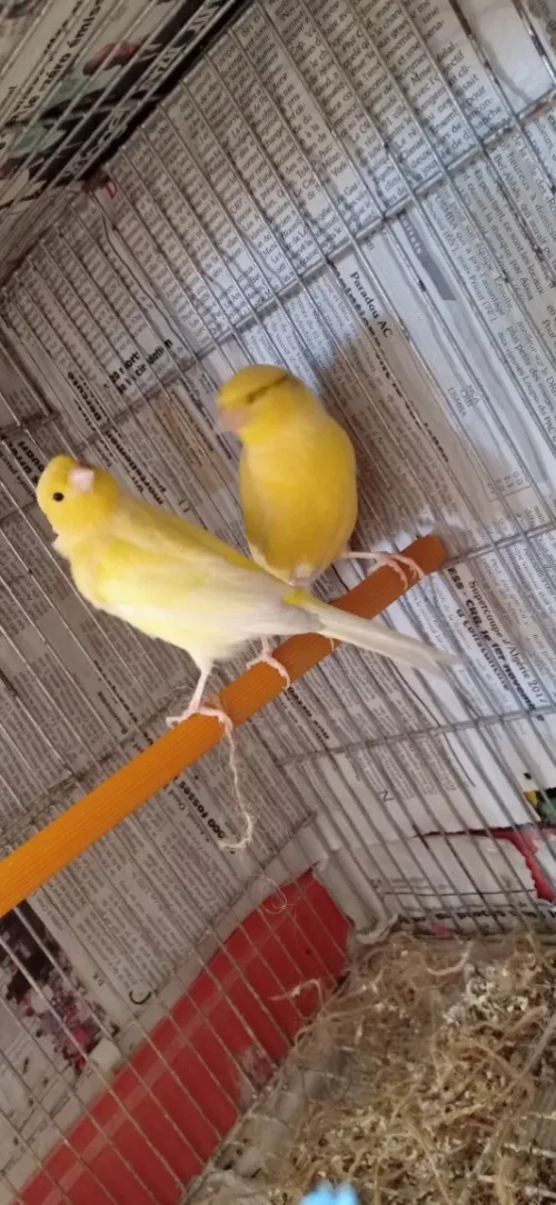 Couple Canari malinois 