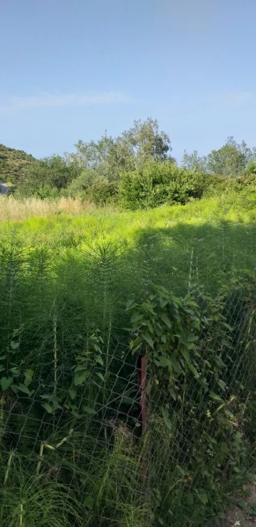 Vente Terrain Béjaïa Tichy