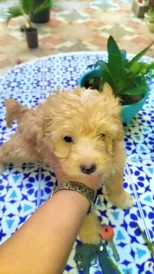 Vendre  des chiens caniches 