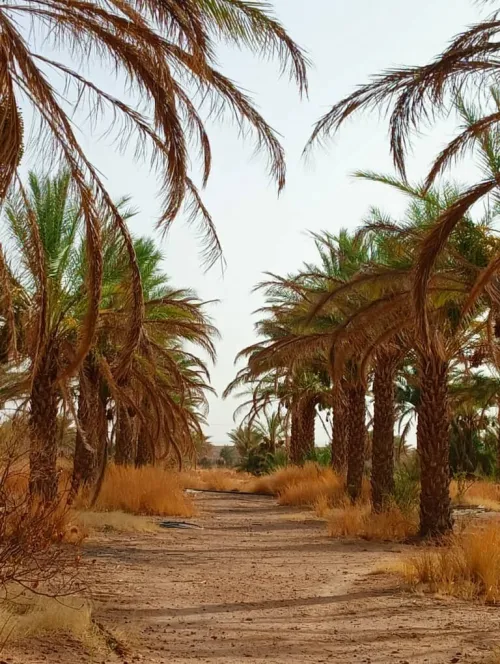 Vente Terrain Agricole El Menia Hassi Fehal