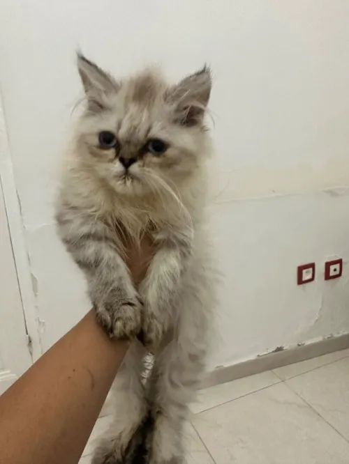 Persan chaton