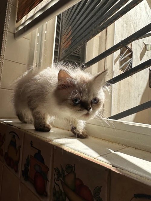 Chaton persan 