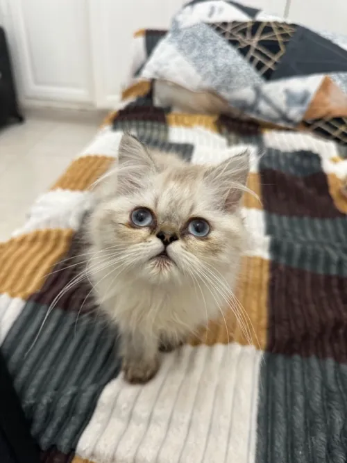 Chaton persan 
