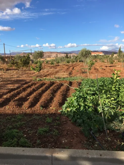 Vente Terrain Tlemcen Maghnia