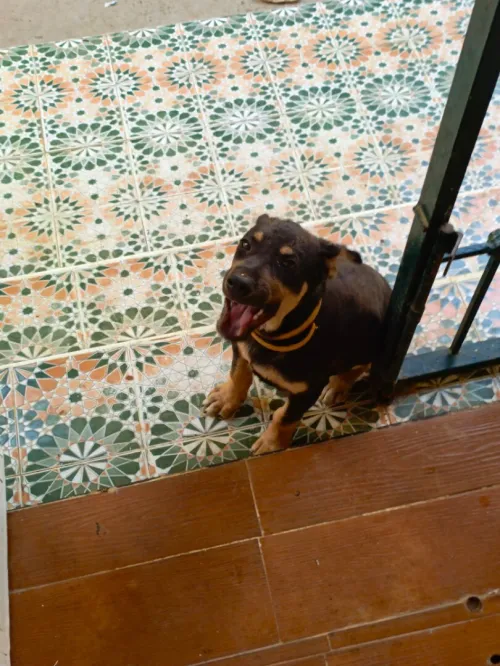 croisé berger rottweiler 
